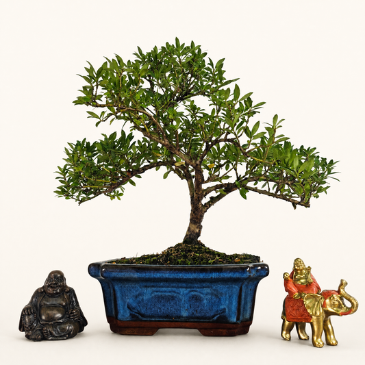 Japanese Holly (Ilex Crenata) Bonsai Tree | Shaped | In 25cm Pot