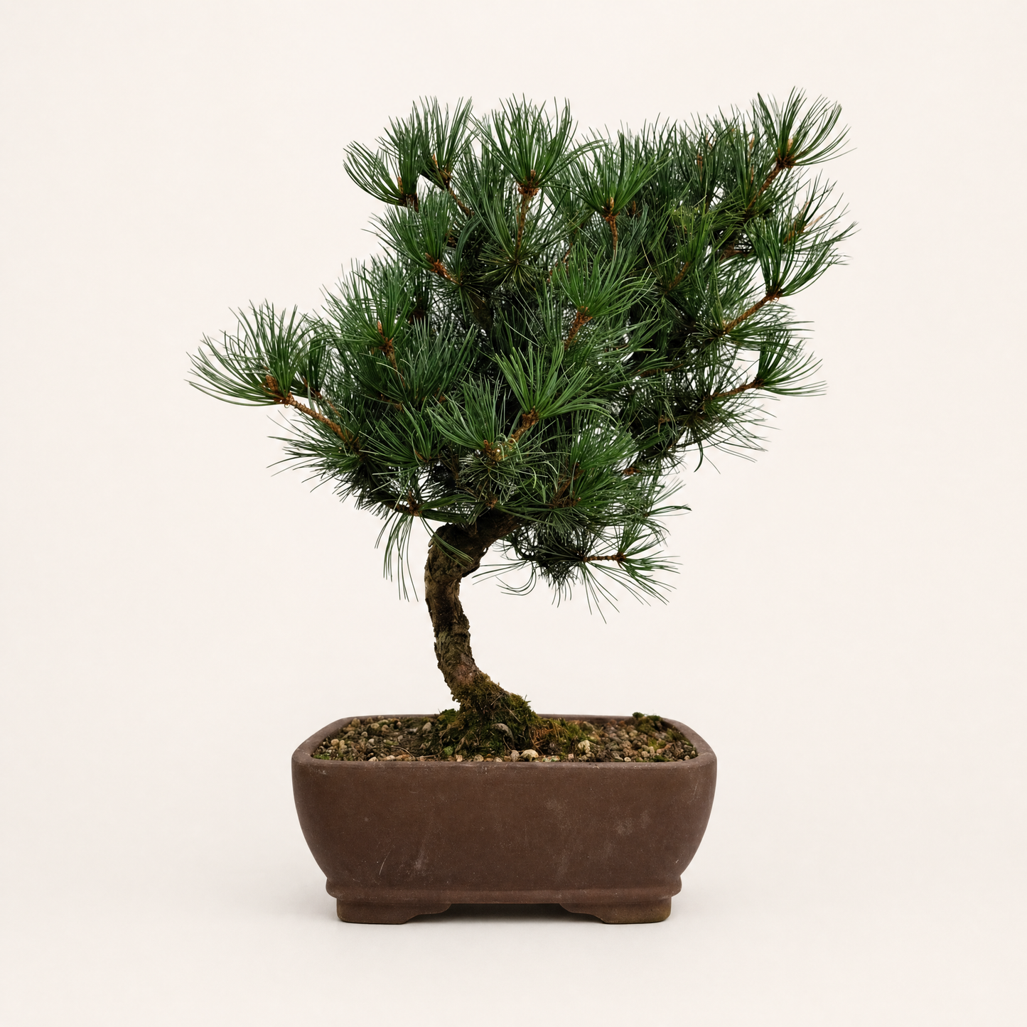 Japanese White Pine Bonsai Tree (Pinus Parviflora) | Shaped | In 25cm Pot