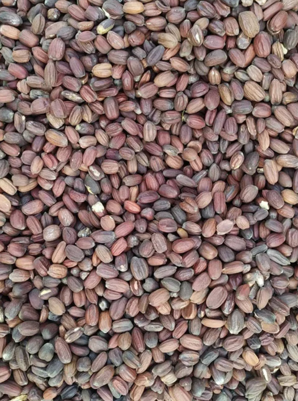 Jojoba Oil