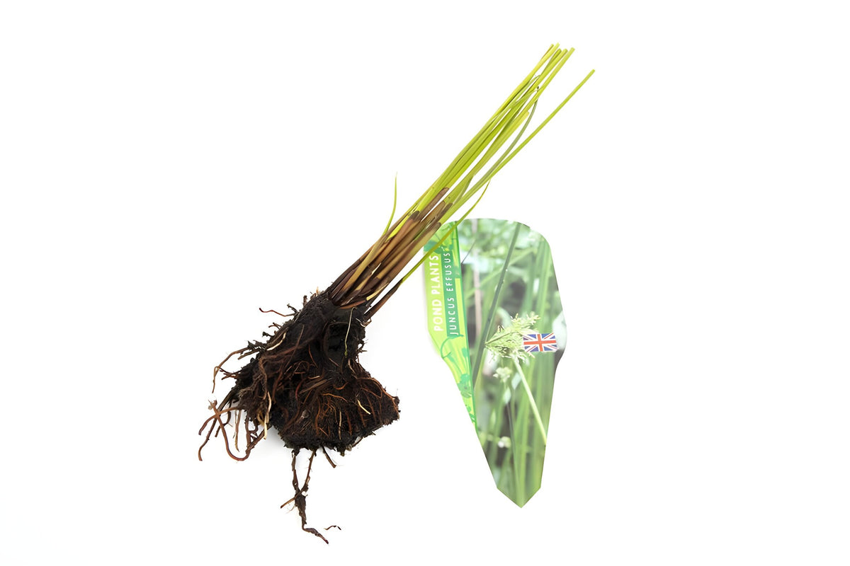 Pond Starter & top up Packs - Oxygenating - Compost and Pots