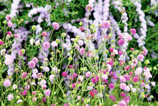 Knautia Melton Pastels