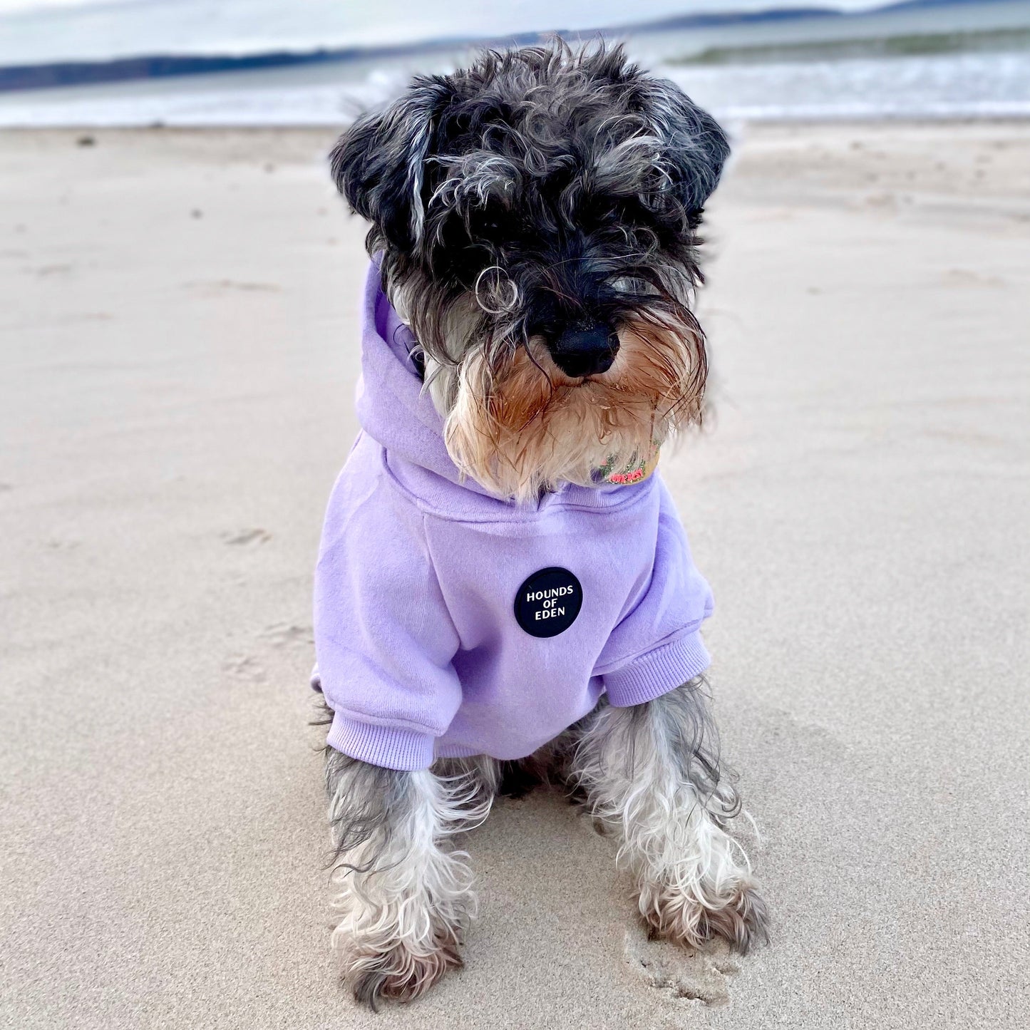 Dog Hoodie - Purple