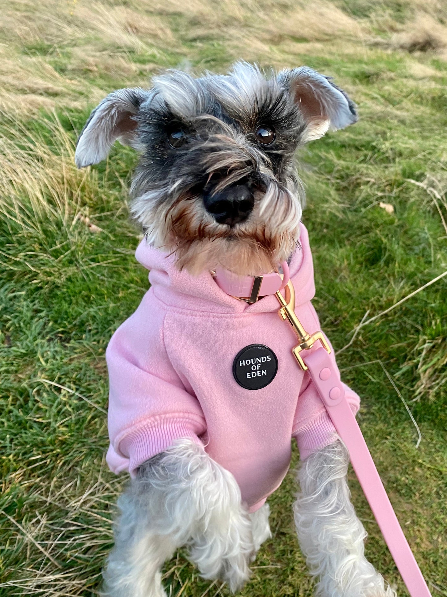 Dog Hoodie - Sky Blue