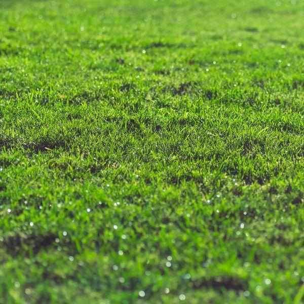 Fill & Fix Lawn Patch Repair Blend