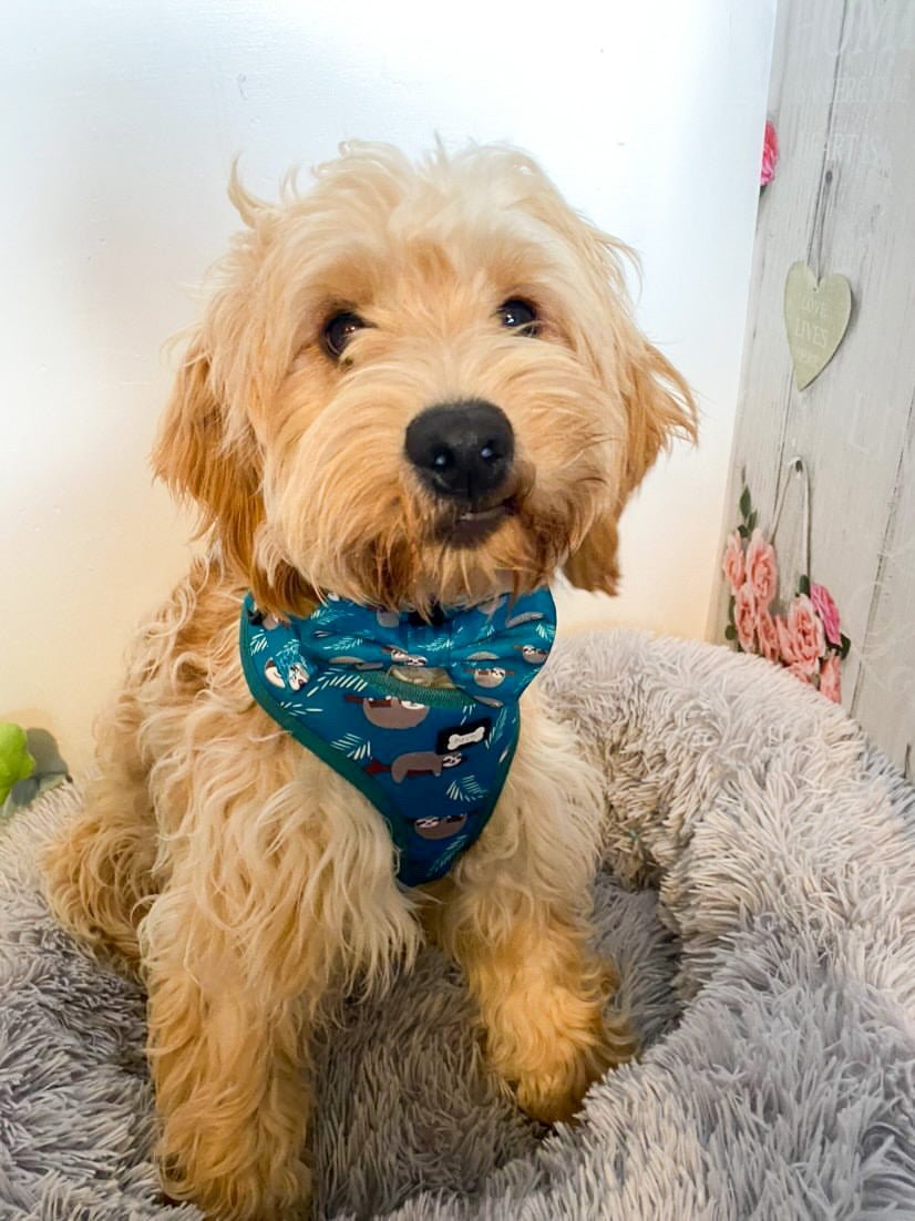 Lazy Sloth Puppy Harness – XXS Size for Tiny Breeds 🦥💚