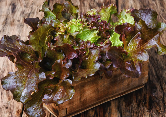 Lettuce Lollo Rossa