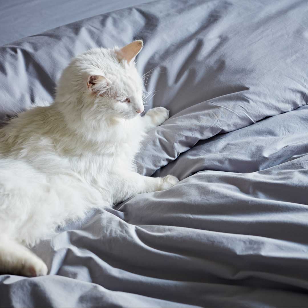 Cotton Collective Sheet Set: Duvet Cover + Fitted Sheet + 2 Pillowcases