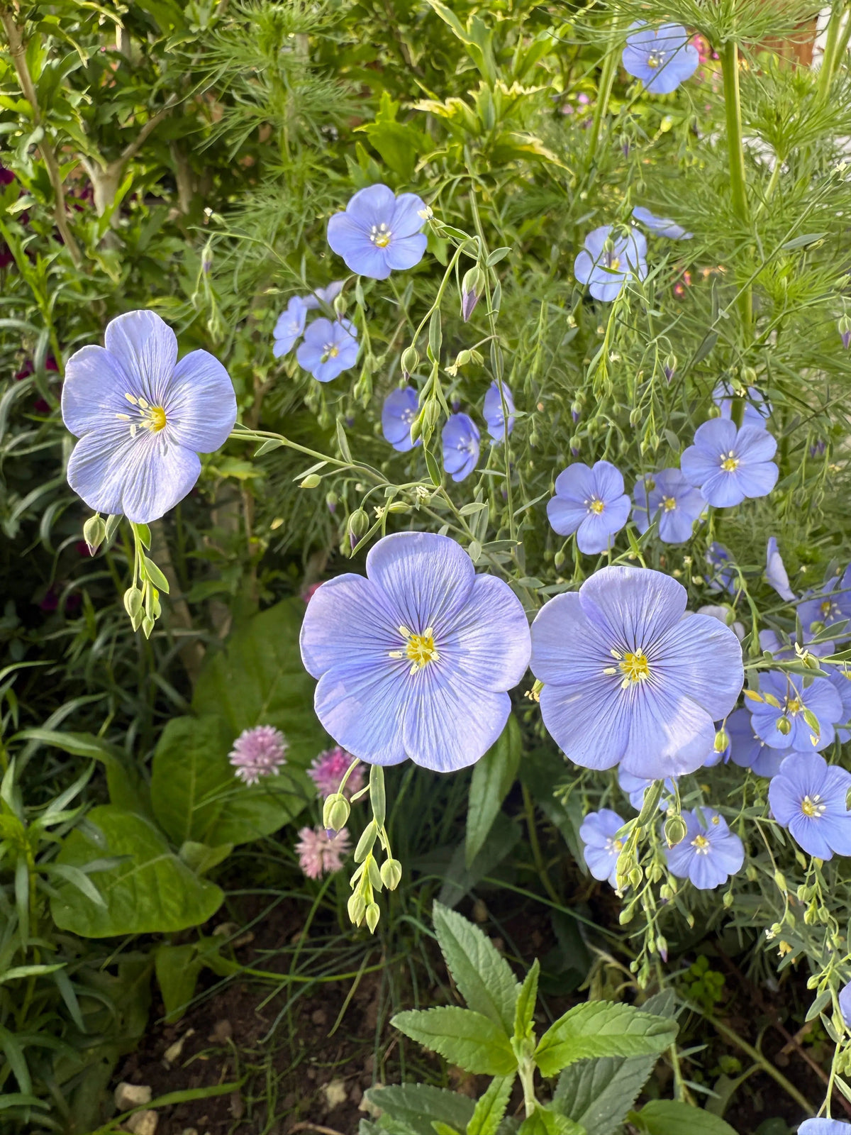 Linum Blue Flax