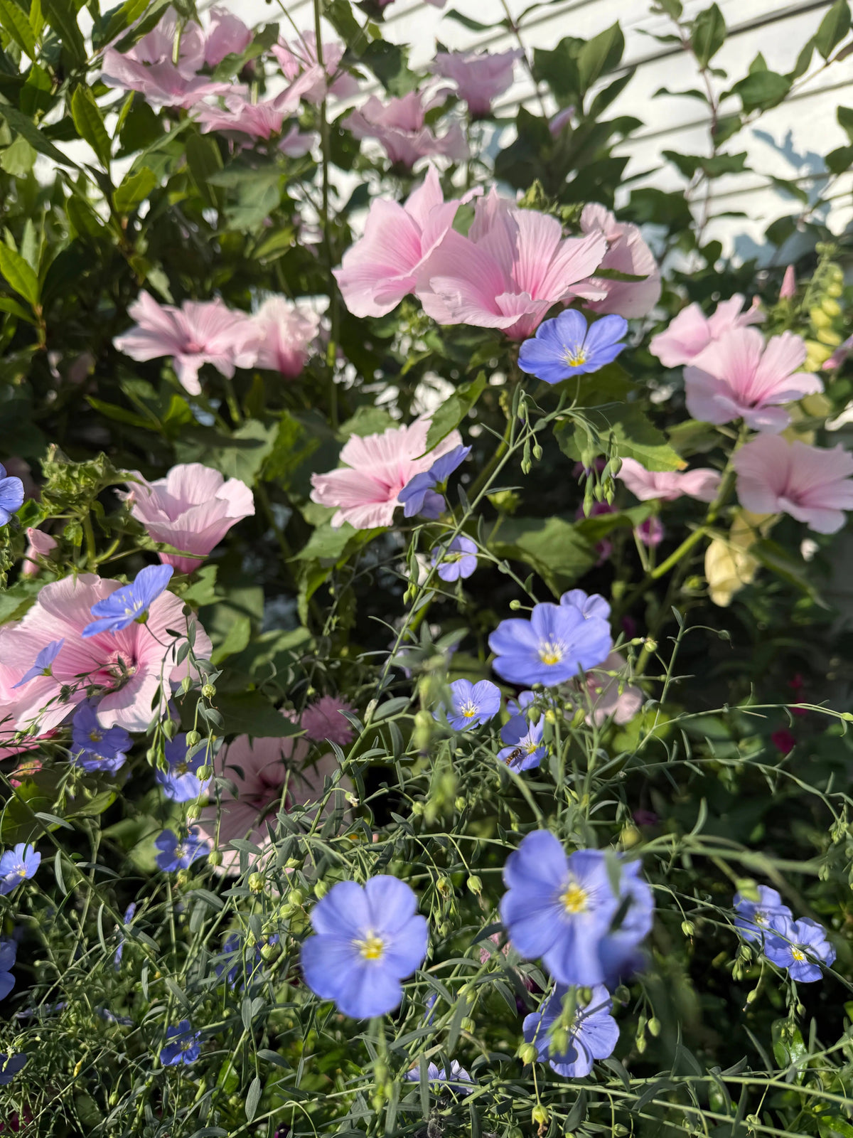 Linum Blue Flax