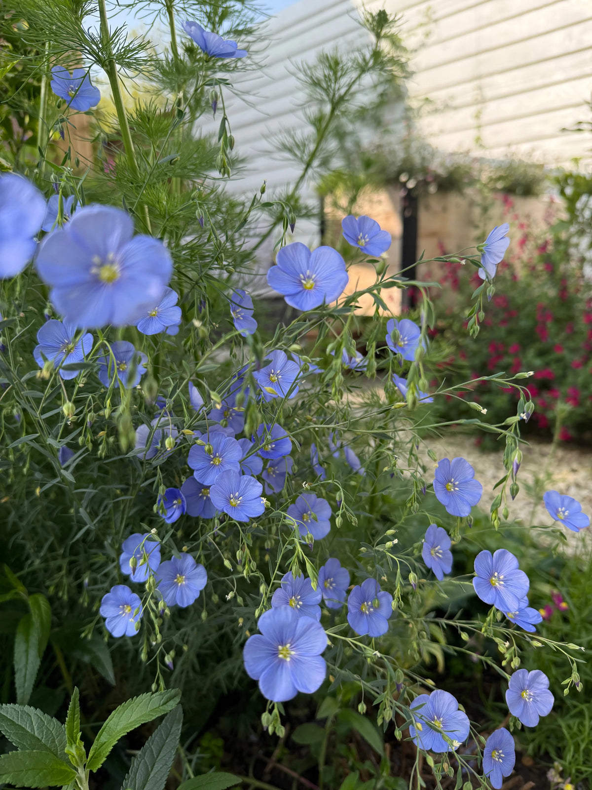 Linum Blue Flax