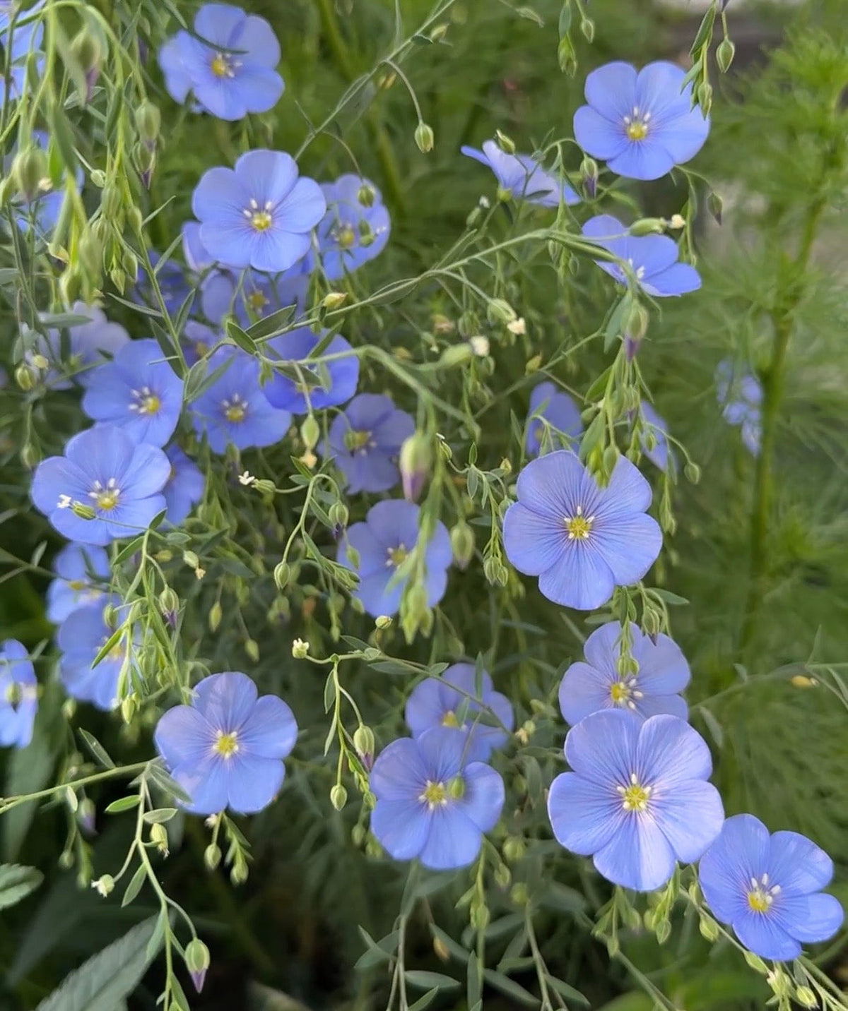 Linum Blue Flax