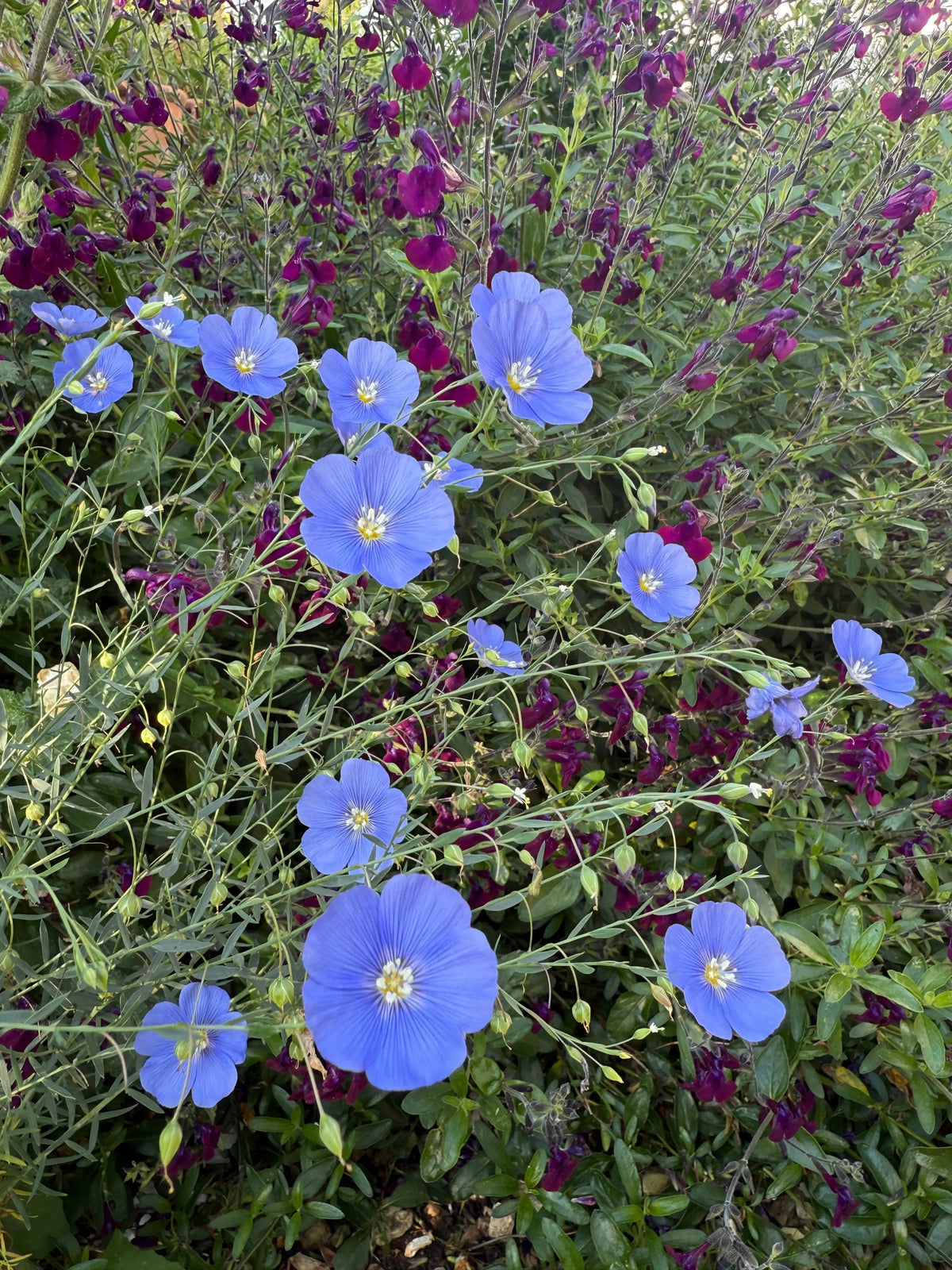 Linum Blue Flax