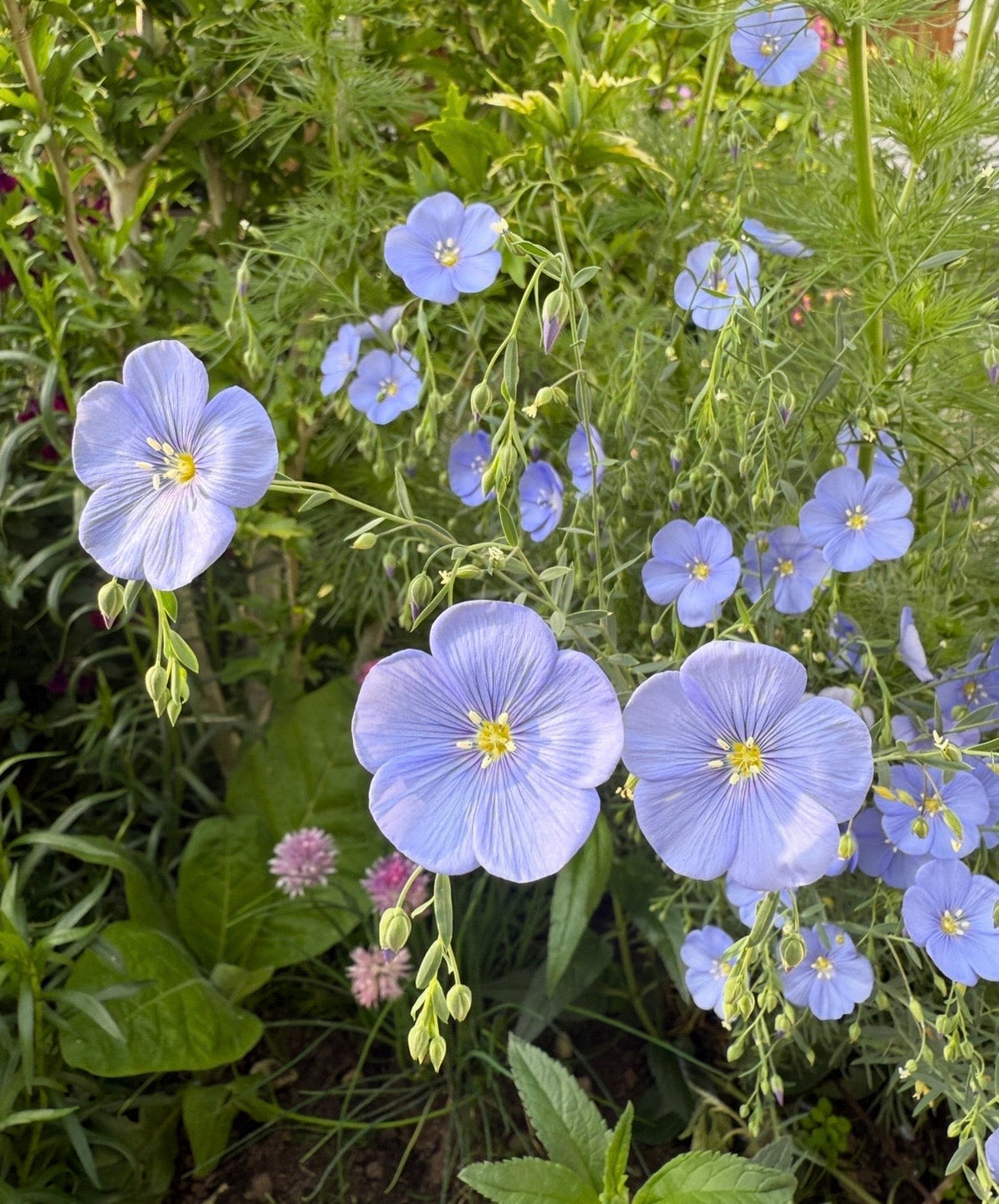 Linum Blue Flax