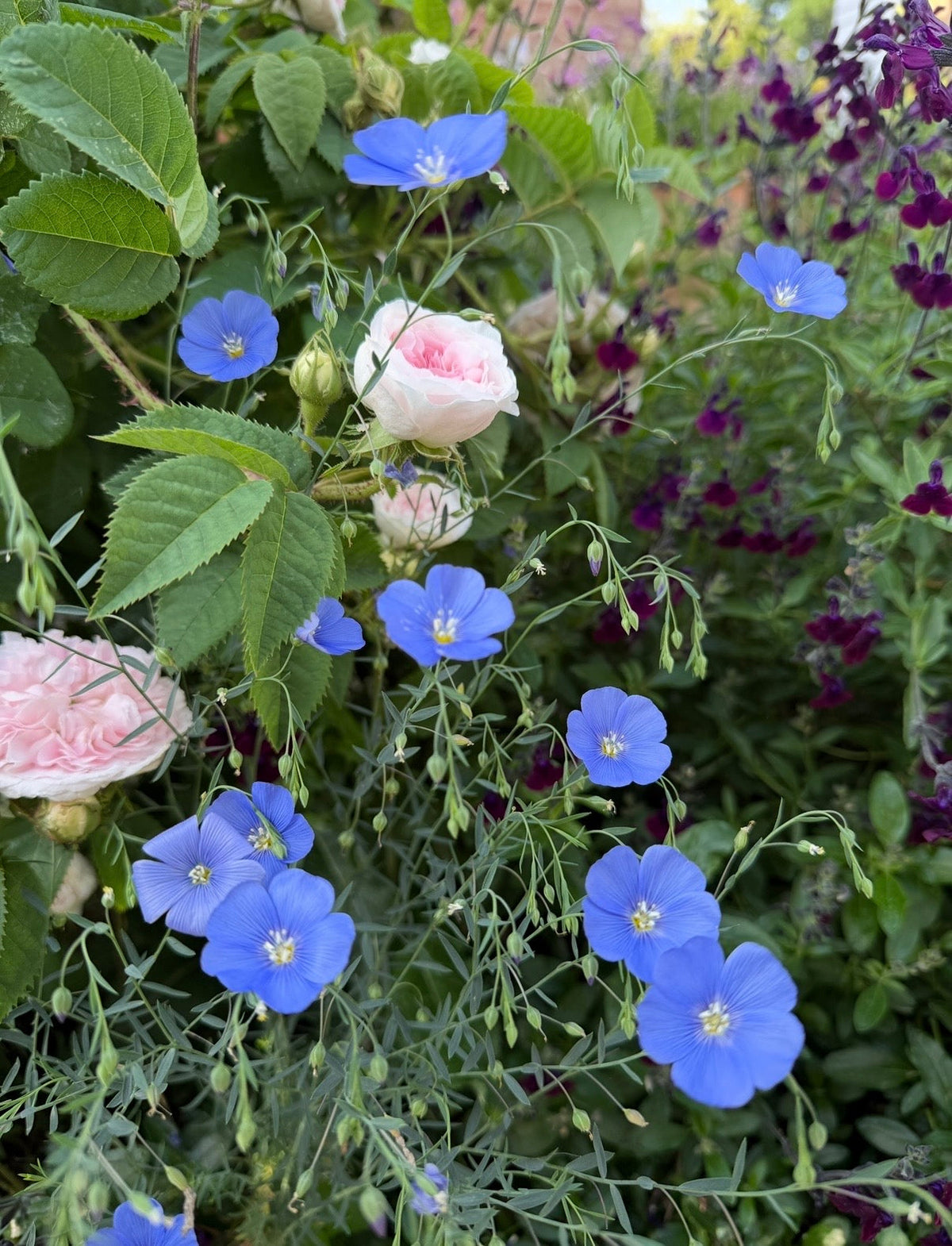 Linum Blue Flax