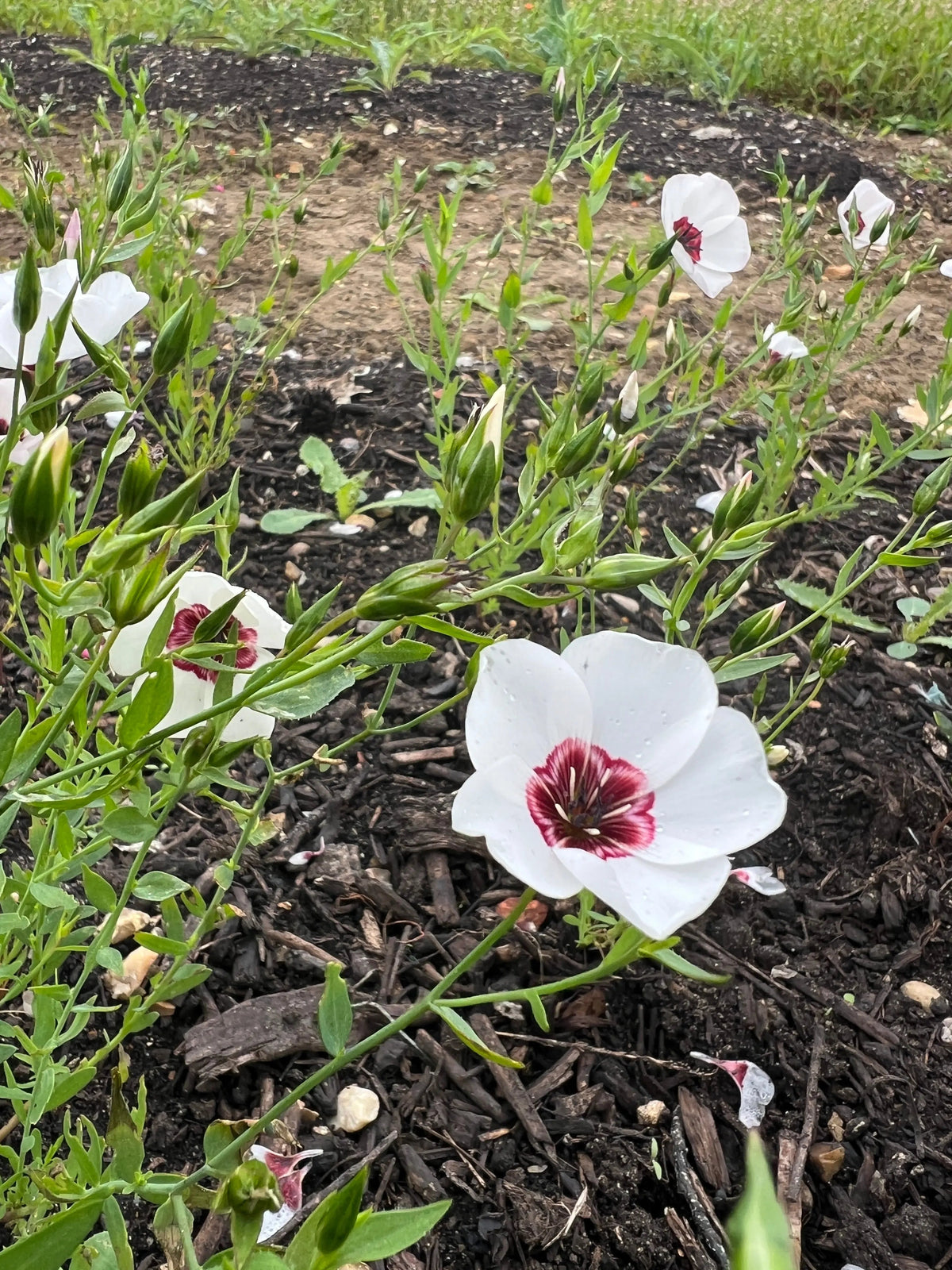 Linum Bright Eyes