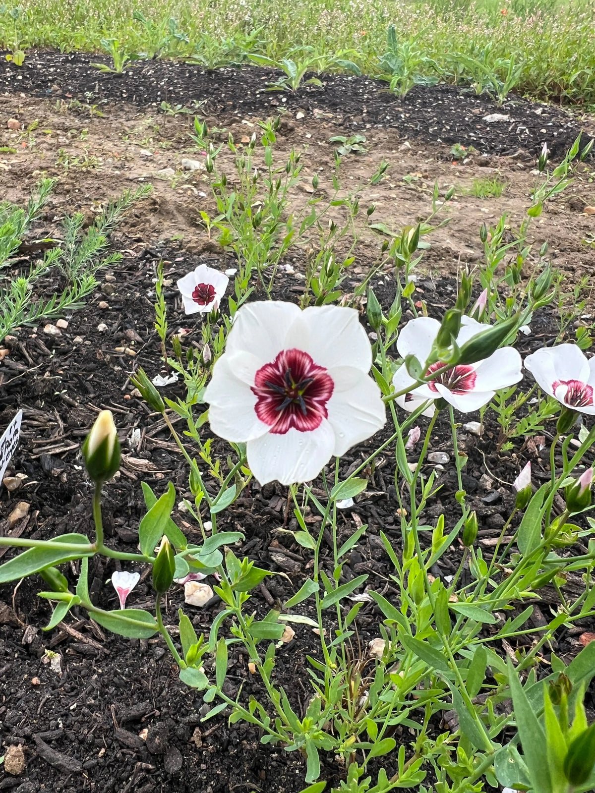 Linum Bright Eyes