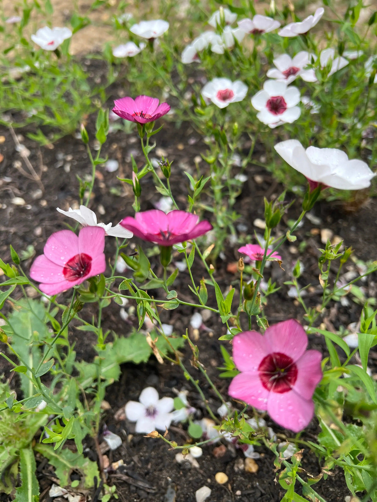 Linum Bright Eyes