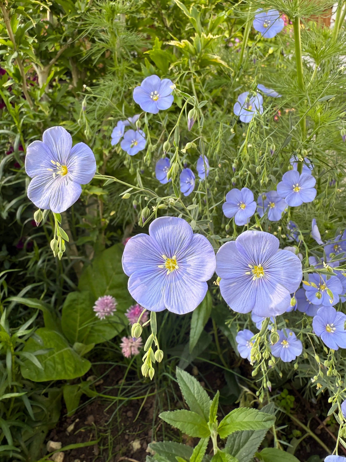 Linum Perenne Blue Flax
