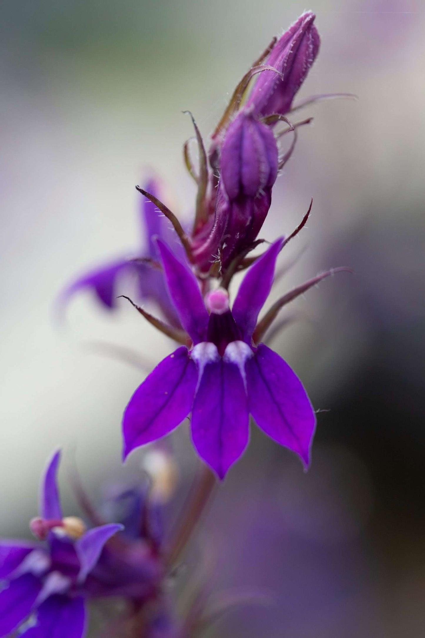 Lobelia vedrariensis (Purple lobelia) - Marginal Pond Plants - MBP074