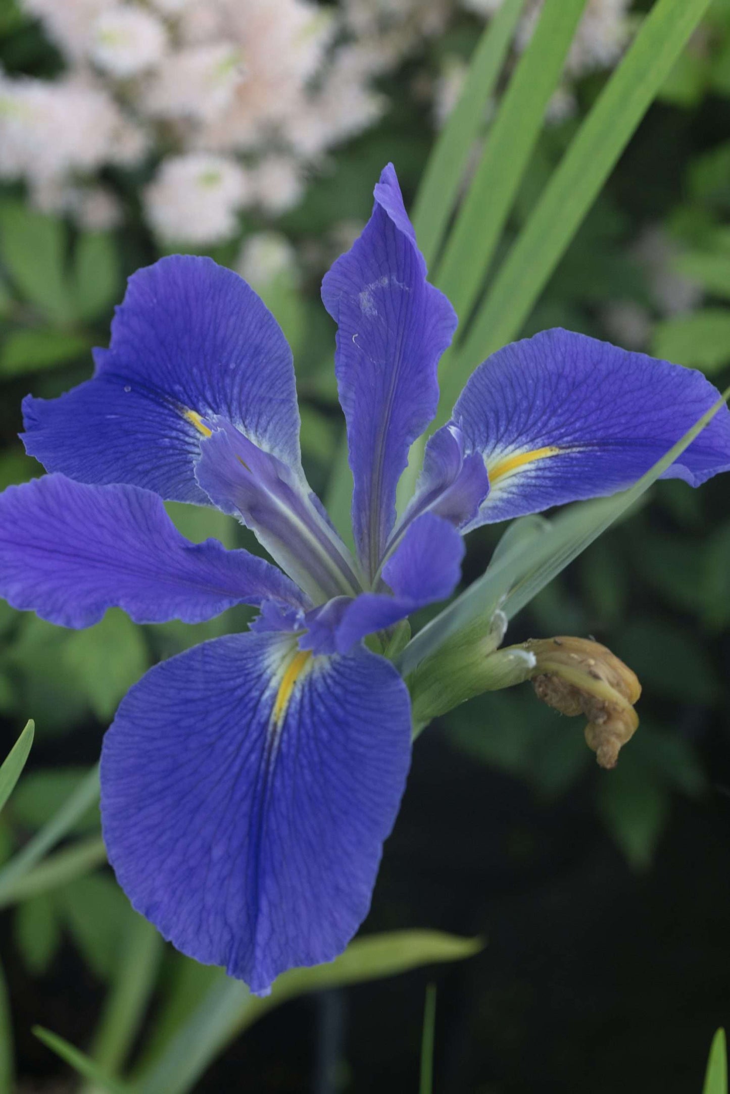 Iris Louisiana 'Heather Stream' - Marginal Pond Plants - MP054