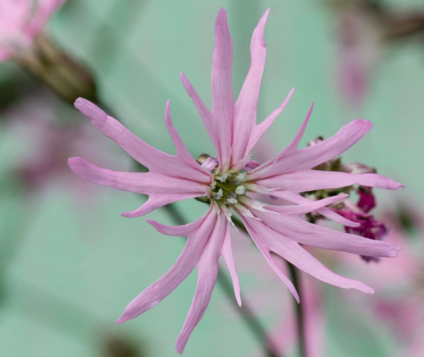 Lychnis flos-cuculi (Ragged robin) - Marginal Pond Plants - MP069