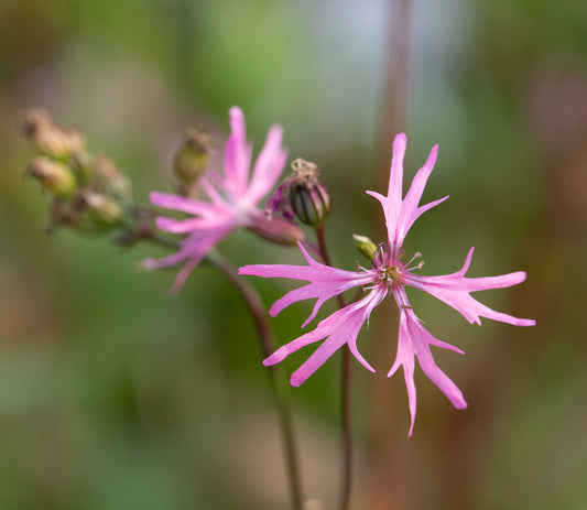 Lychnis flos-cuculi (Ragged robin) - MP069 Packs
