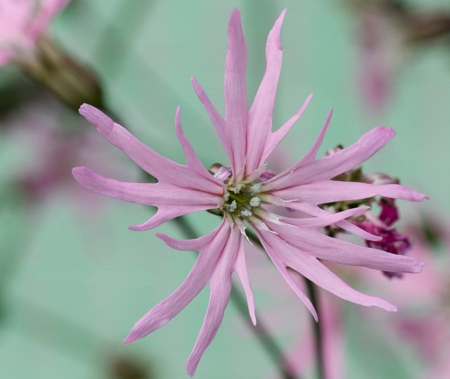 Lychnis flos-cuculi (Ragged robin) - MP069 Packs