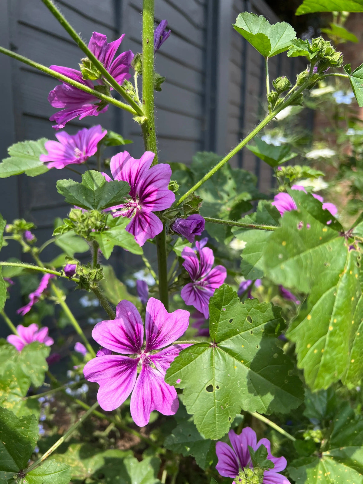 Malva Mystic Merlin