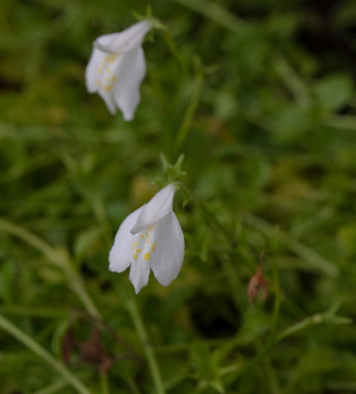 Mazus reptans ‘Albus’ (White marshflower) - Marginal Pond Plants - BP082