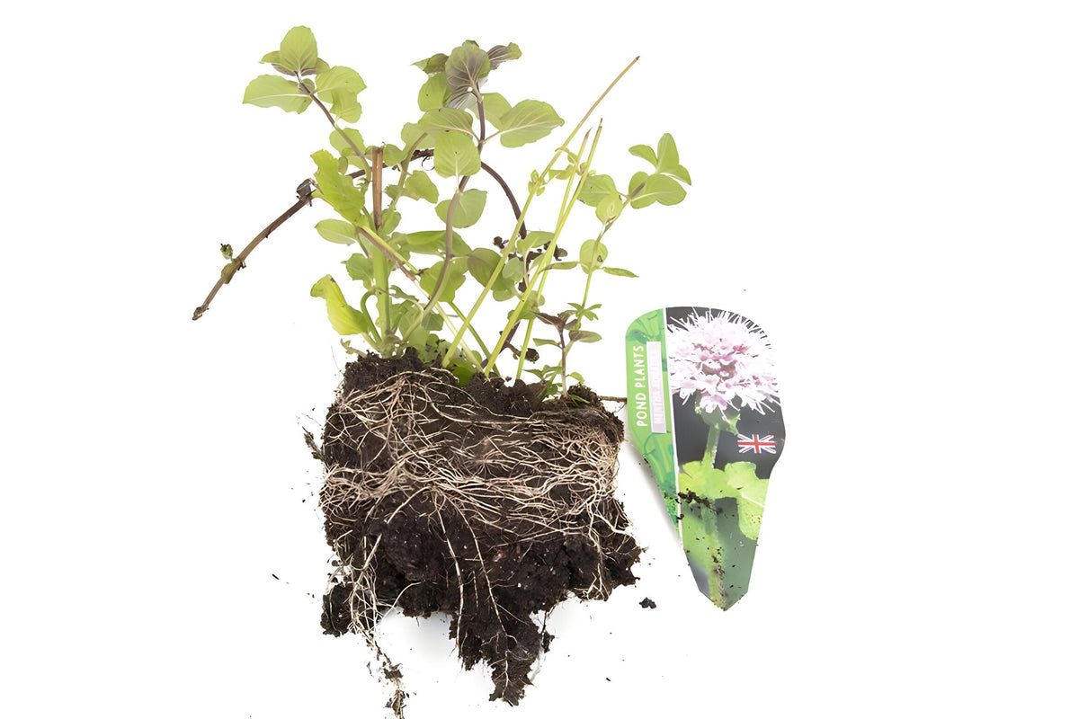 Premium Pond Starter Packs - Pond topup Packs - Oxygenating - Compost and Pots
