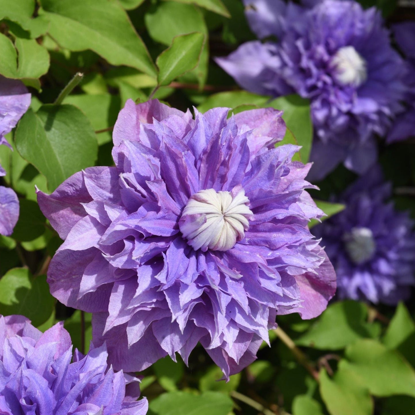 Clematis 'Multiblue' 50cm