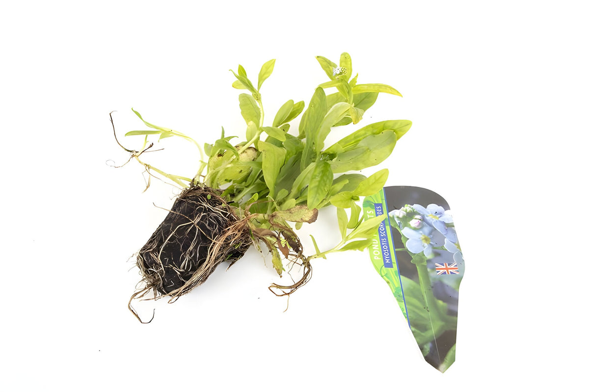 Pond Starter & top up Packs - Oxygenating - Compost and Pots