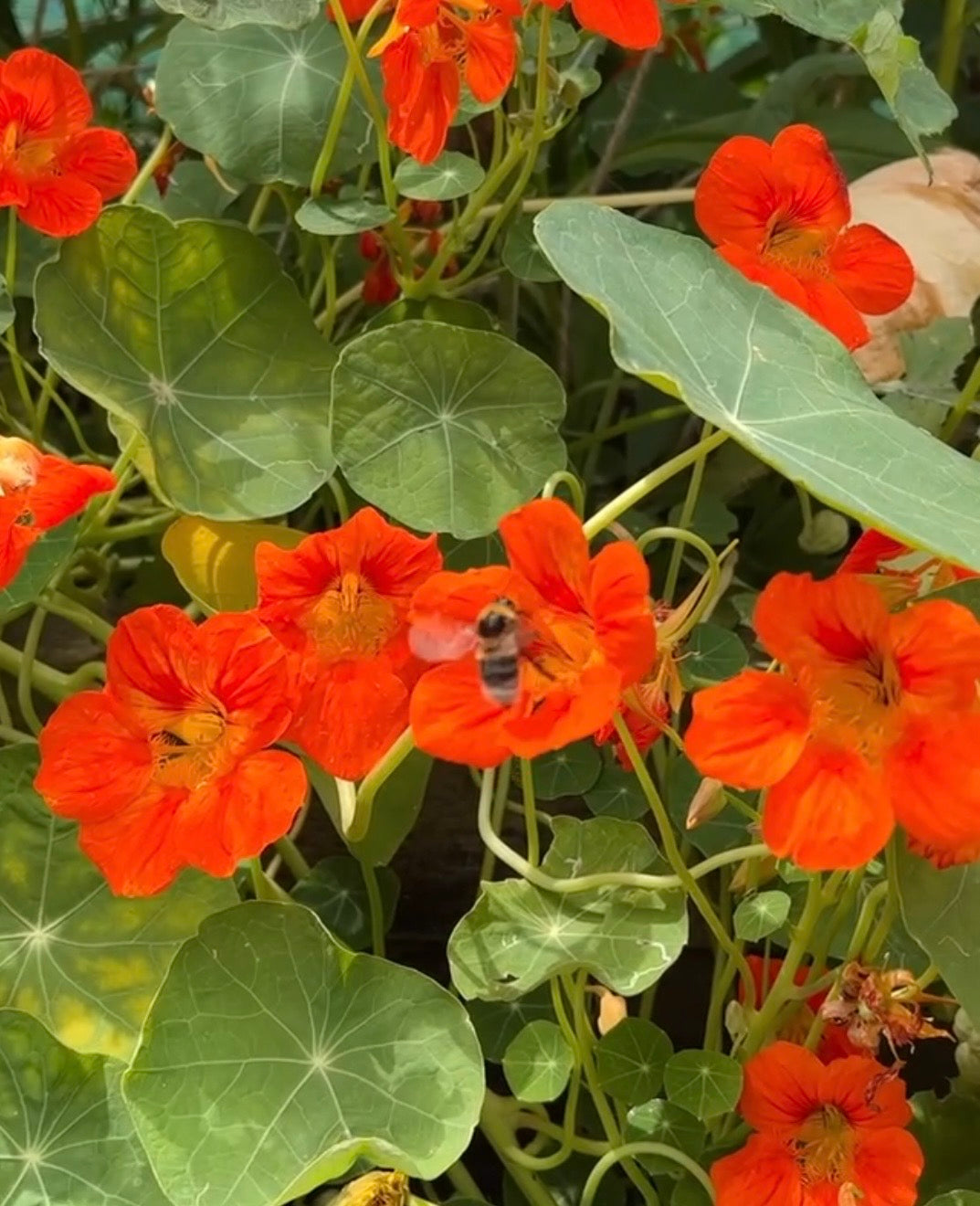 Nasturtium Tom Thumb