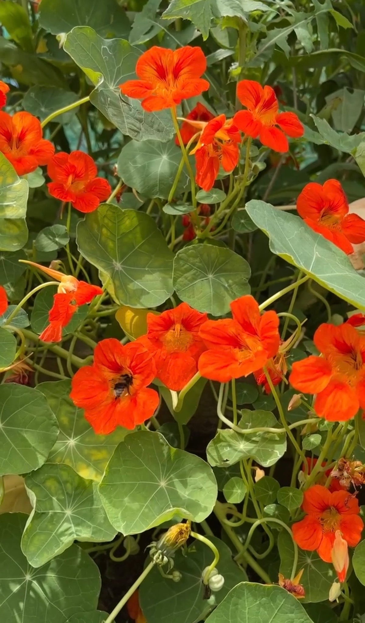 Nasturtium Tom Thumb
