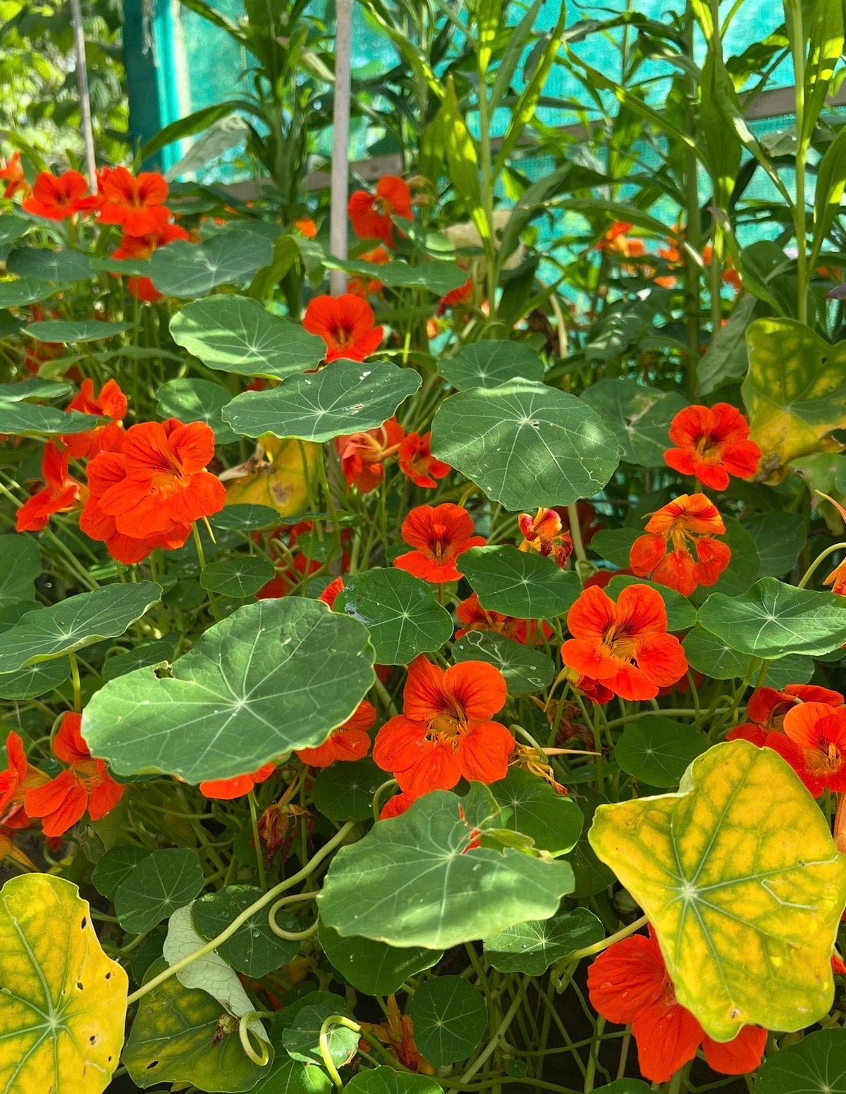 Nasturtium Tom Thumb