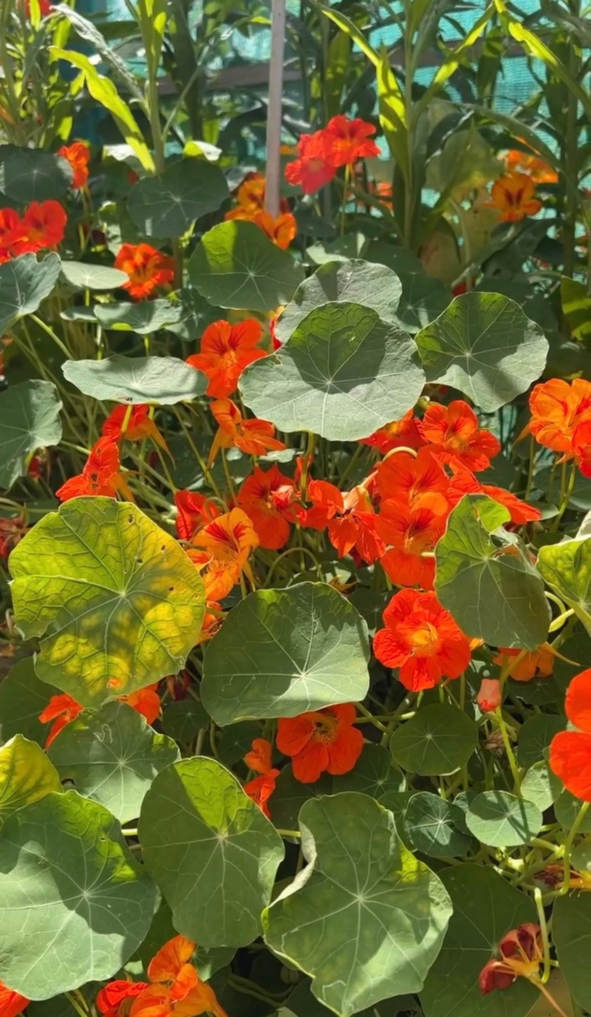 Nasturtium Tom Thumb