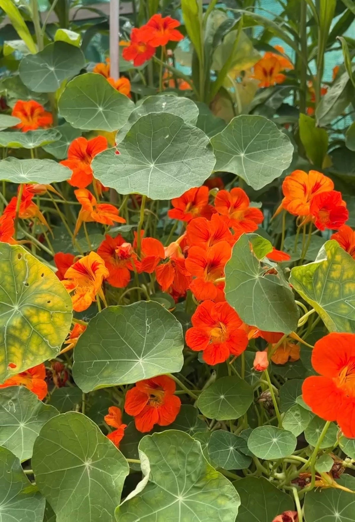 Nasturtium Tom Thumb