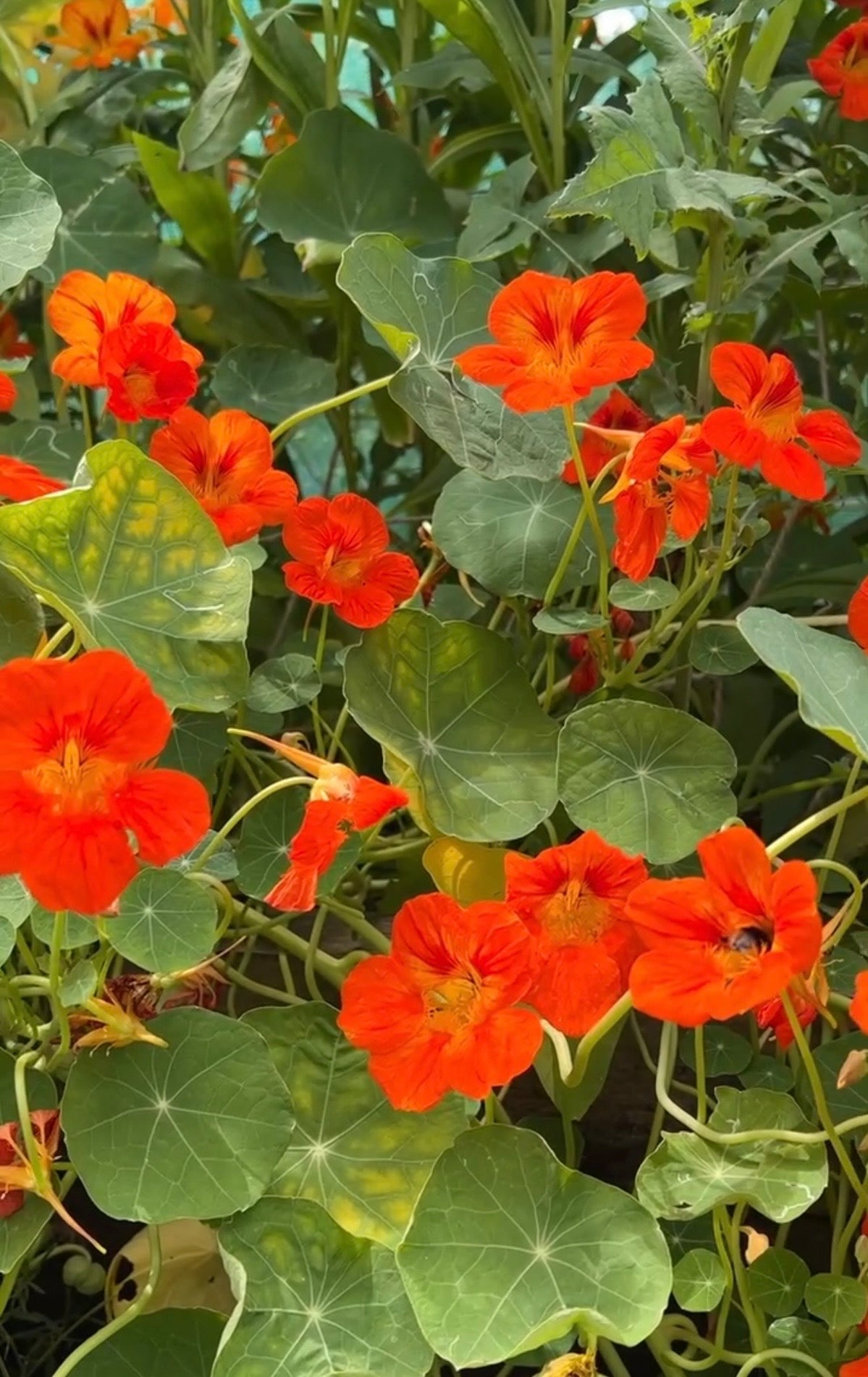 Nasturtium Tom Thumb