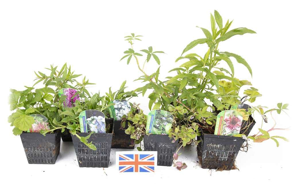 Lincolnshire Pond Plants Native Marginal 8 Pack Potted - NP802