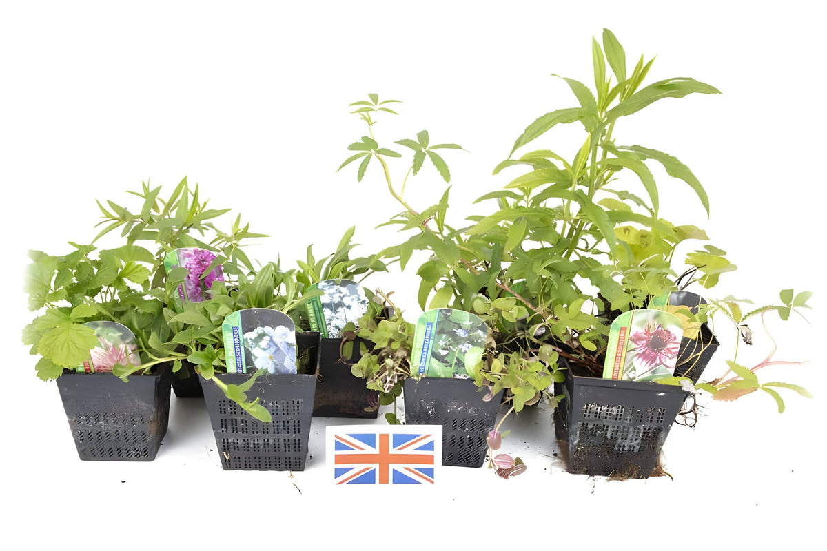 Lincolnshire Pond Plants Native Marginal 8 Pack Potted - NP802