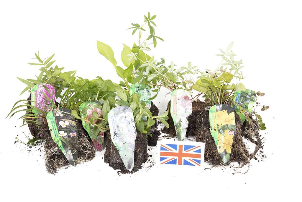 Lincolnshire Pond Plants Native Marginal 8 Pack - NNL01