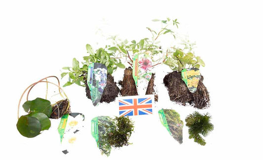 Lincolnshire Pond Plants Native Pack - NNL01