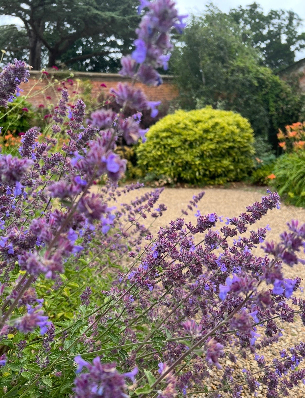Nepeta Mussinii - Catmint