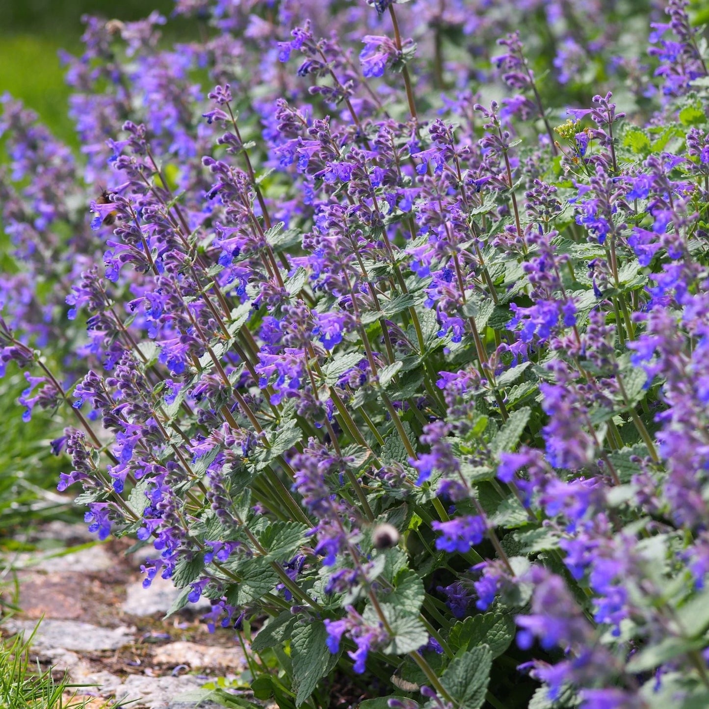 Nepeta 'Walkers Low' 9cm/2L