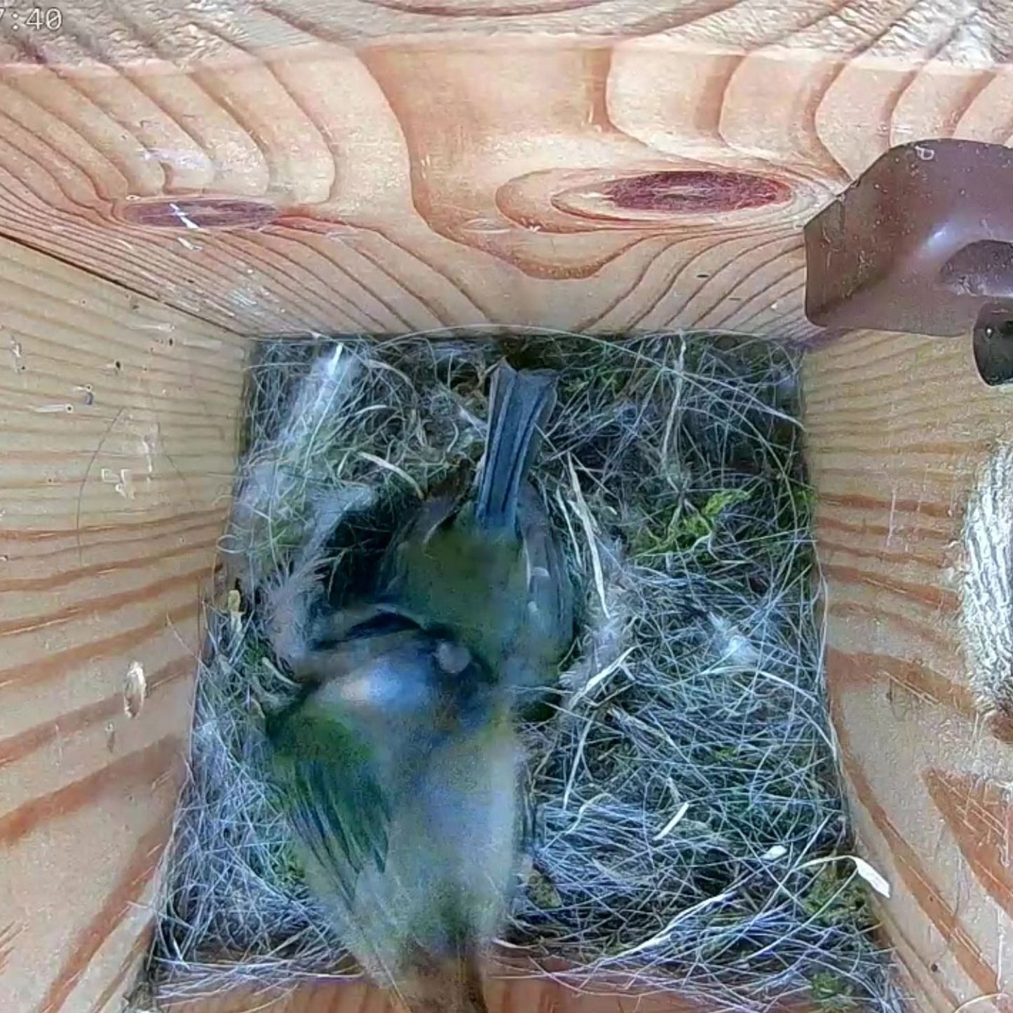 Wired Network Bird Box & Wildlife HD Camera PoE Version