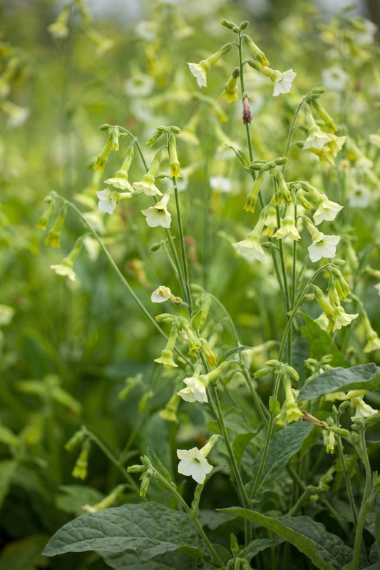 Nicotiana Starlight Dancer
