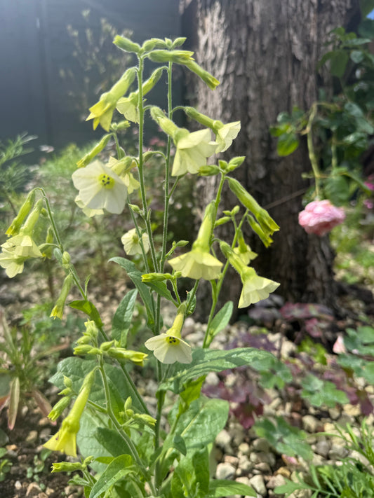 Nicotiana Starlight Dancer