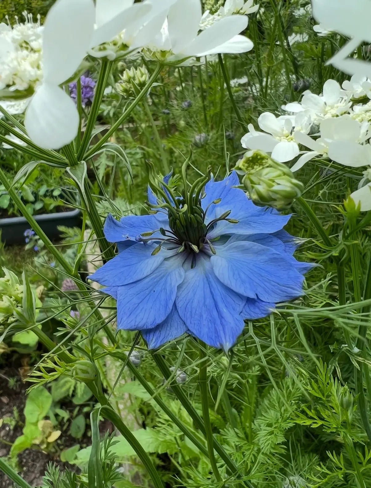 Nigella 'Miss Jekyll' Blue (Love-in-a-mist)