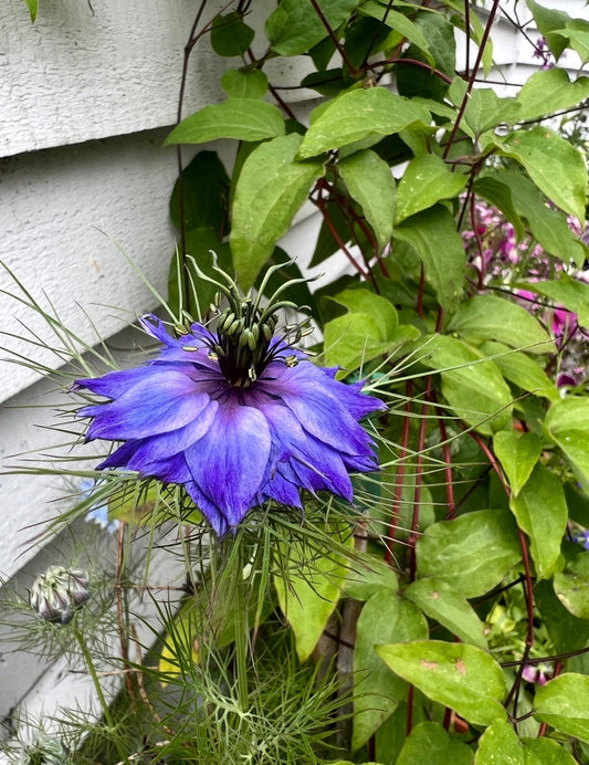 Nigella hispanica