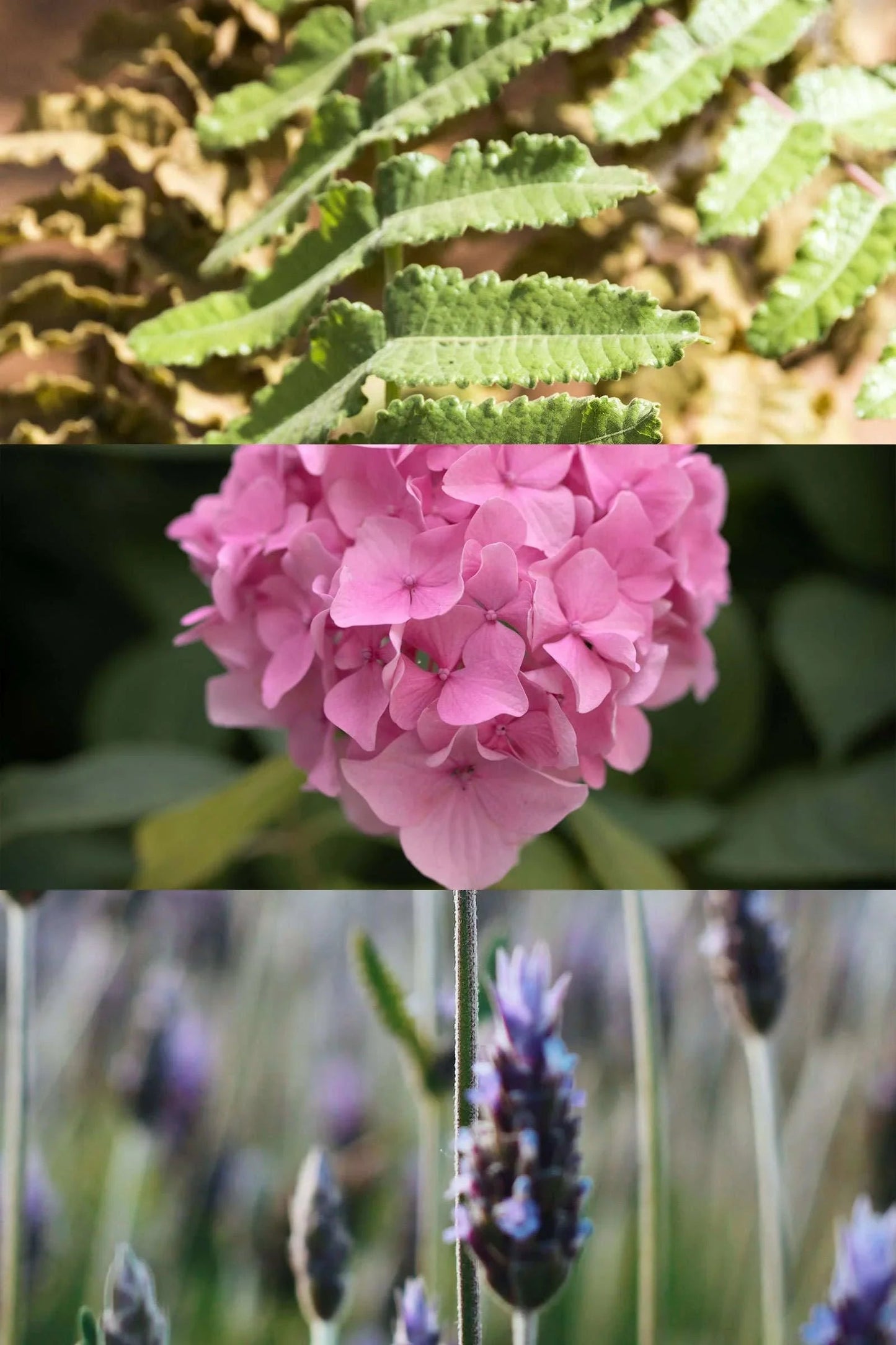 Breathe, Live & Rest Calm Blended Essential Oils